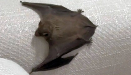 凌晨，大连一女孩家中突然出现一道“黑影”，不断尖叫，仔细一看