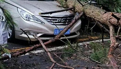 重庆3女子贵州买避暑房避暑，晚饭后结伴散步被大树砸倒致1死2伤，2伤者维权一年获9万元补偿