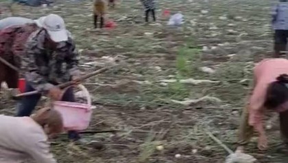 安徽一农场老板称自己种的土豆被哄抢，当地：很多人来自其他乡镇甚至隔壁县，警方已立案