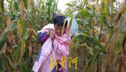 “都是村里的娃，抢收玉米个个都积极”！济南连续降雨，多名返乡大学生加入抢收队伍