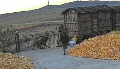 黑龙江疑似老虎进村咬伤村民左前臂，当地已发安全提示正全力调查