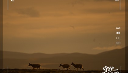 守护可可西里丨藏羚羊产仔，原来还有这么多秘密！