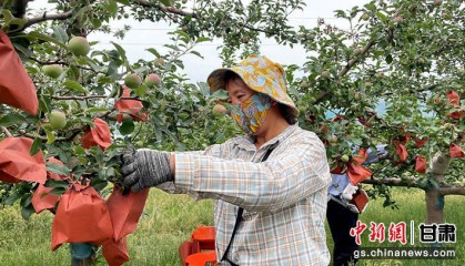 礼县：苹果穿上“防护服” 科技点亮“金名片”