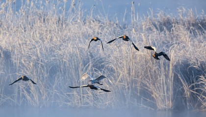 今日大雪：仲冬时节开始 北方降雪增多寒彻骨 南方降雨为主