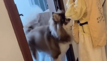 女子上门代喂，被100多斤阿拉斯加犬咬伤遭毁容，狗主人称不担全责