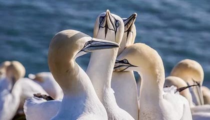 王晶称赞舒淇情商很高，非池中物：她家境很差总是被欺负，曾因片酬少拒演《卧虎藏龙》
