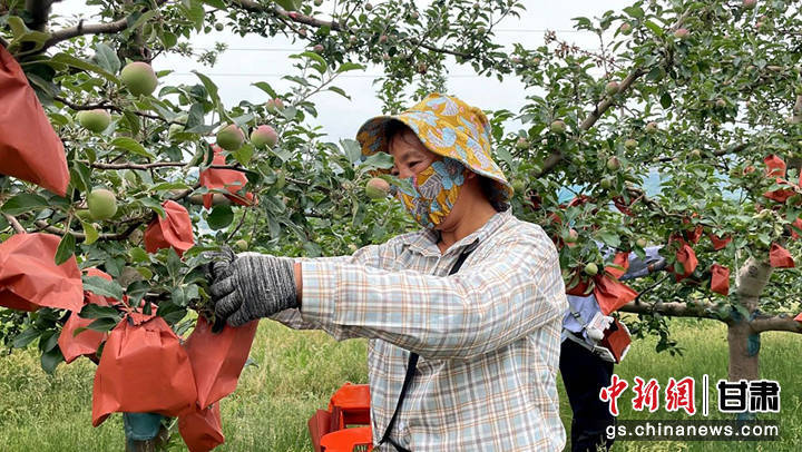 礼县：苹果穿上“防护服” 科技点亮“金名片”