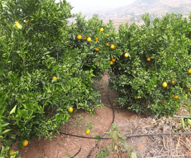 腐植酸究竟是个啥？含腐植酸肥料有啥用？