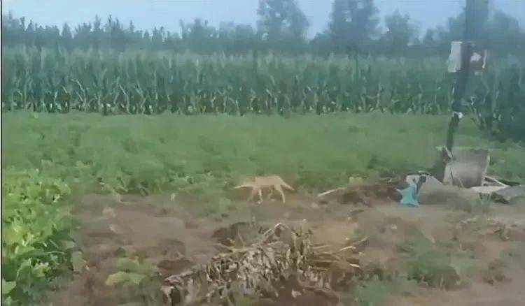 陕西一镇上有狼外逃？当地回应：是狼犬，已击毙21只，还有一两只在逃