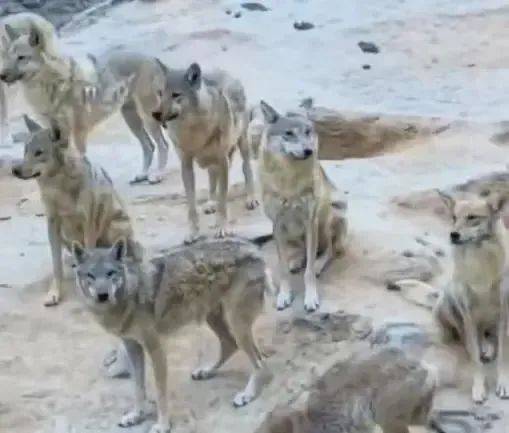 陕西一镇上有狼外逃？当地回应：是狼犬，已击毙21只，还有一两只在逃