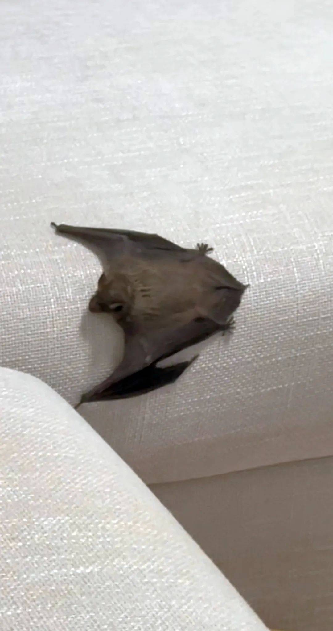 凌晨,大连一女孩家中突然出现一道“黑影”,不断尖叫,仔细一看