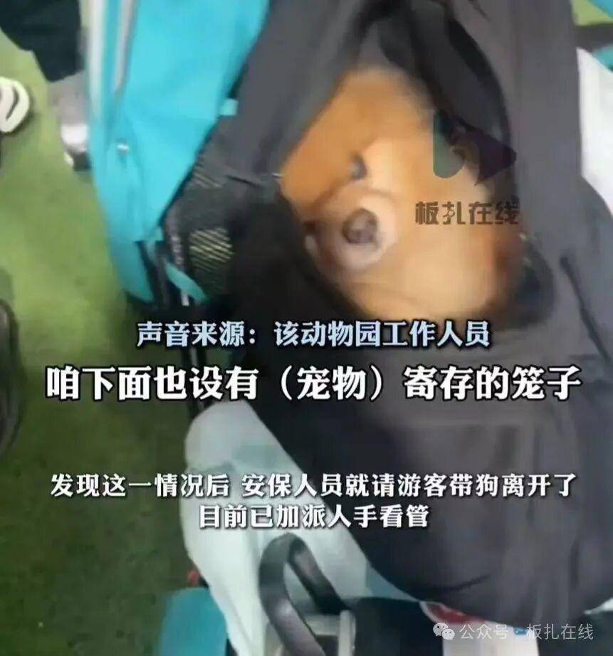 游客带宠物狗进熊猫馆？园方：放包里偷带进去的，已加强管理
