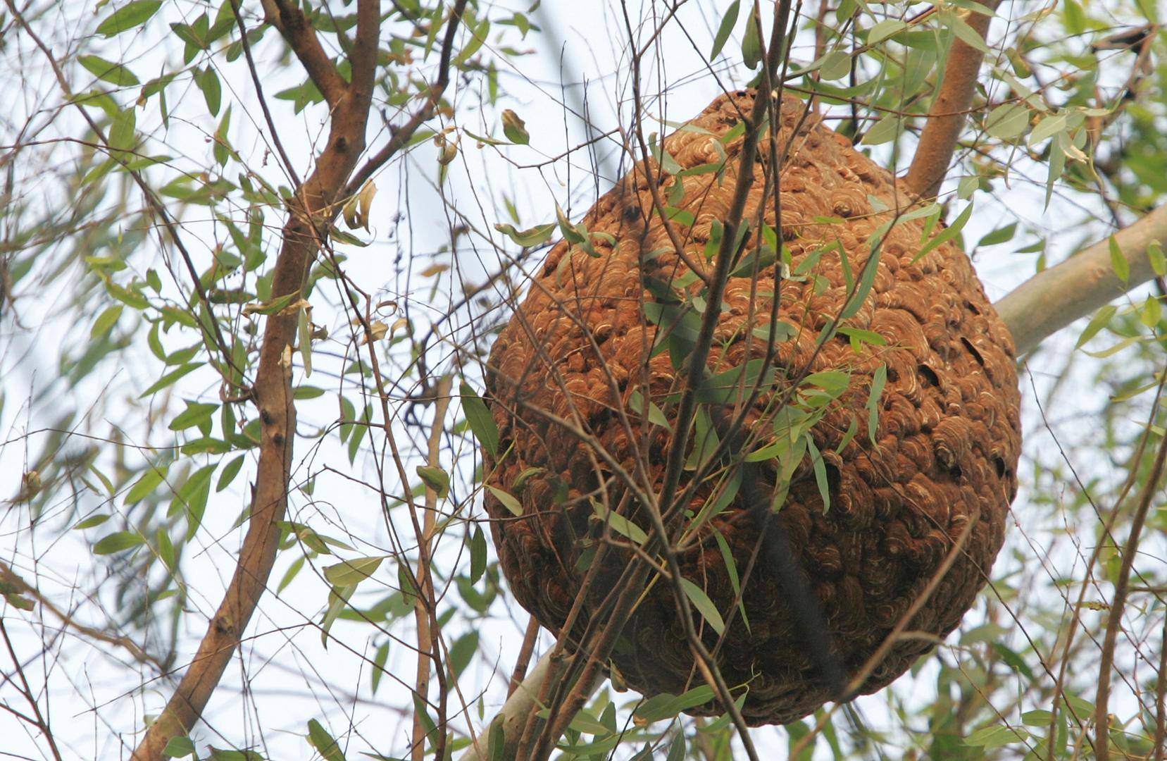 两儿童遭蜂群蜇伤身亡,养蜂人涉过失致人死亡被立案!胡蜂养殖监管存模糊地带