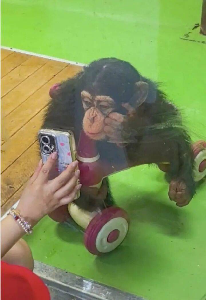 “请大家不要再给猩猩看手机了！”上海野生动物园提醒：会引发健康问题