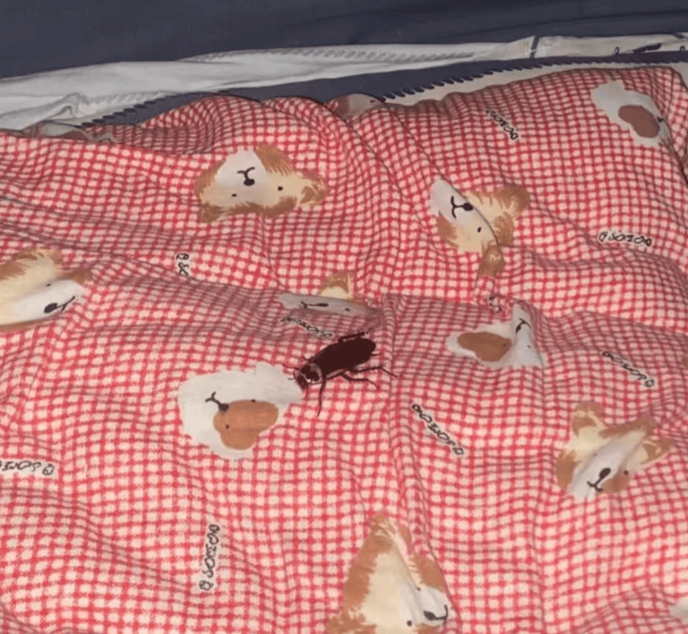 河南多地惊现南方会飞大蟑螂,网友纷纷晒图:这玩意儿到底咋来的?