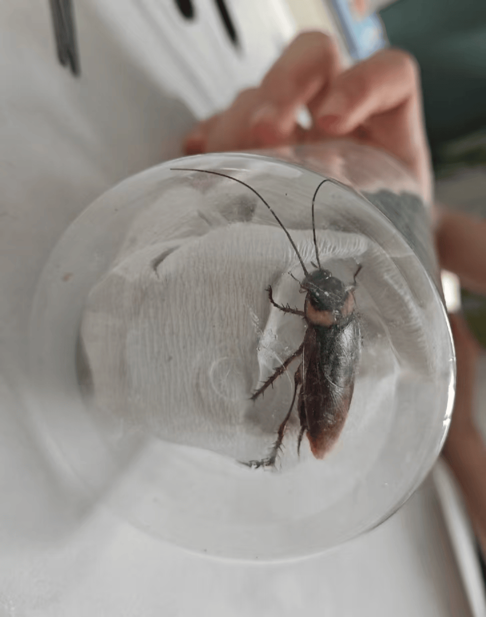 河南多地惊现南方会飞大蟑螂,网友纷纷晒图:这玩意儿到底咋来的?