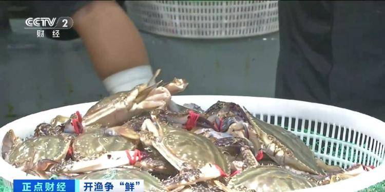 大连“开海”首个周末，海鲜价格走势如何？记者探访→