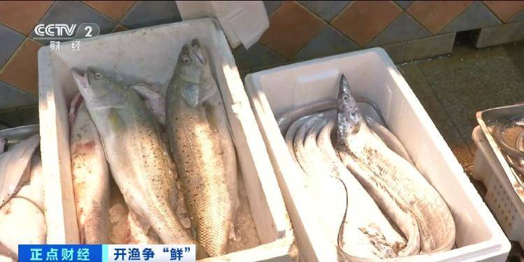 大连“开海”首个周末，海鲜价格走势如何？记者探访→
