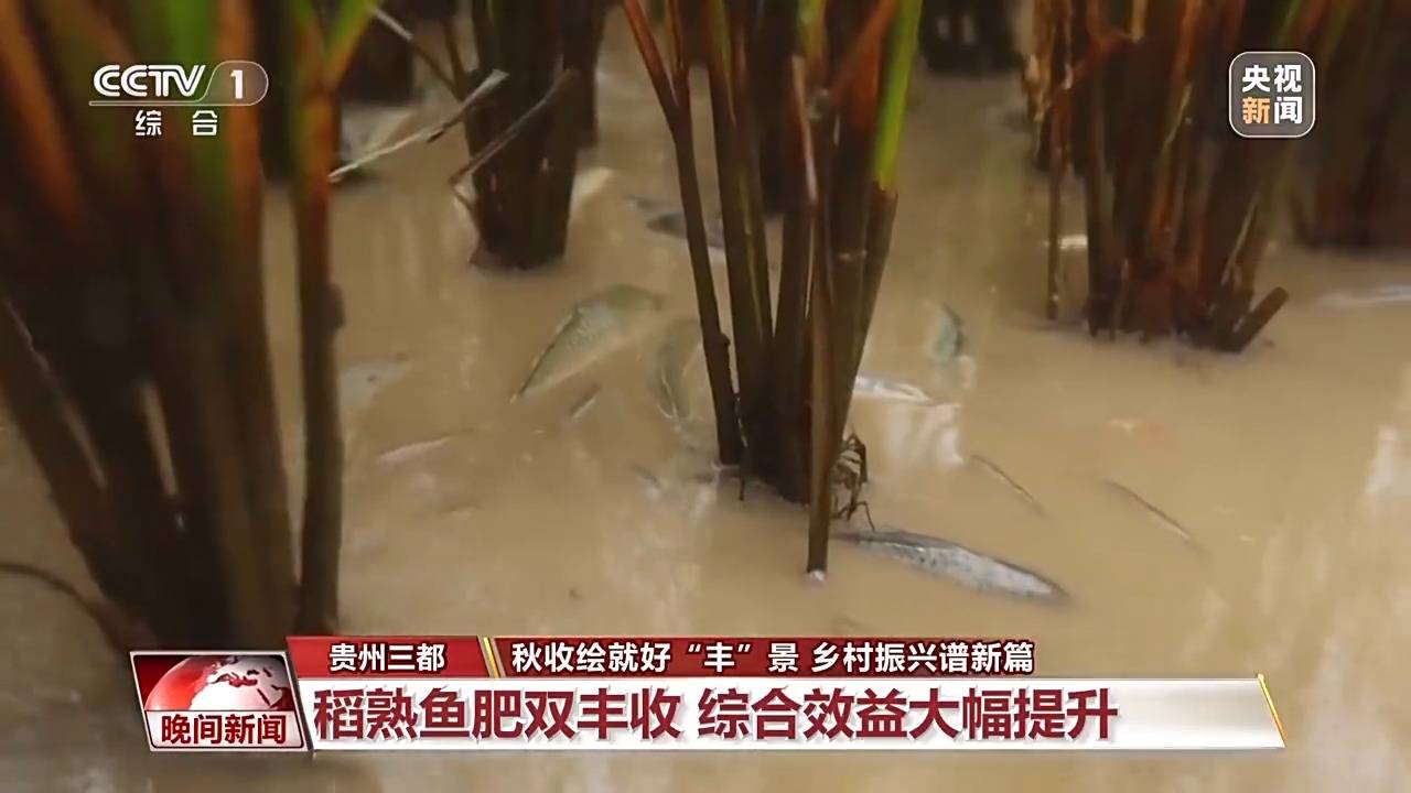 金秋时节好“丰”景 田间地头抢收忙