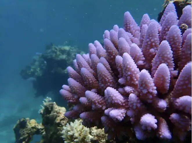 权威解读:为何建立黄岩岛国家级自然保护区?