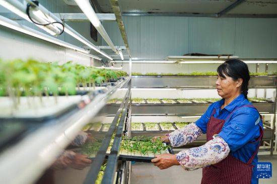 “植物工厂”里看丰收智慧