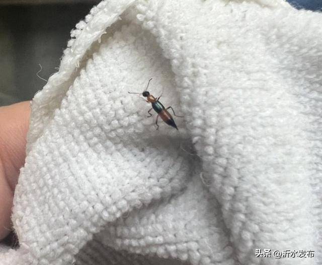 山东多地现这种虫子,千万别拍!
