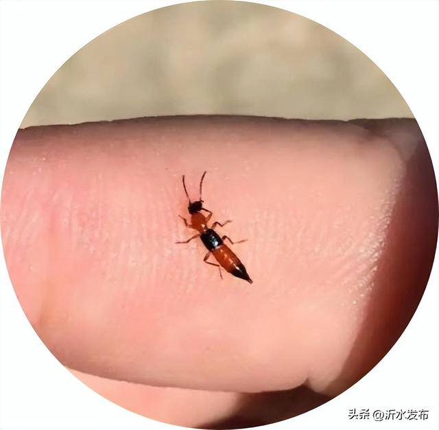 山东多地现这种虫子,千万别拍!