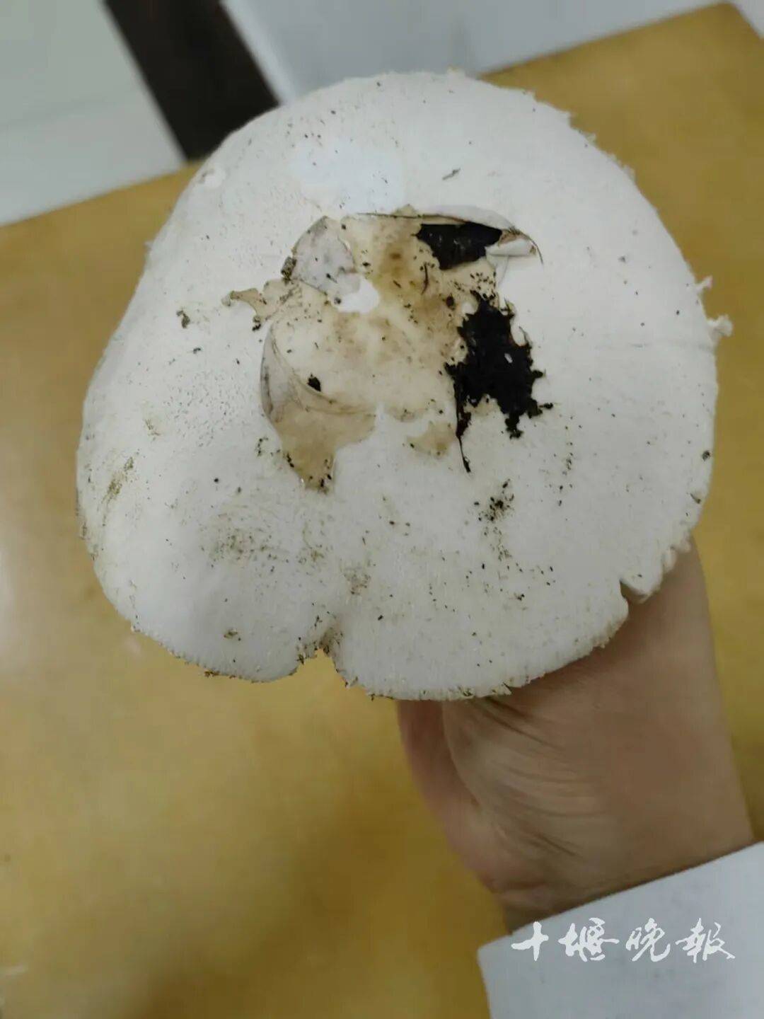 吃了这个，十堰10岁男孩进了PICU！全家多人中招……医生提醒