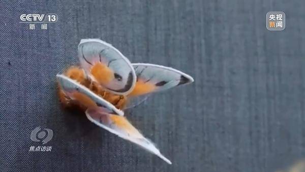 焦点访谈丨年轻人钟情老手艺 非遗装上“新引擎”