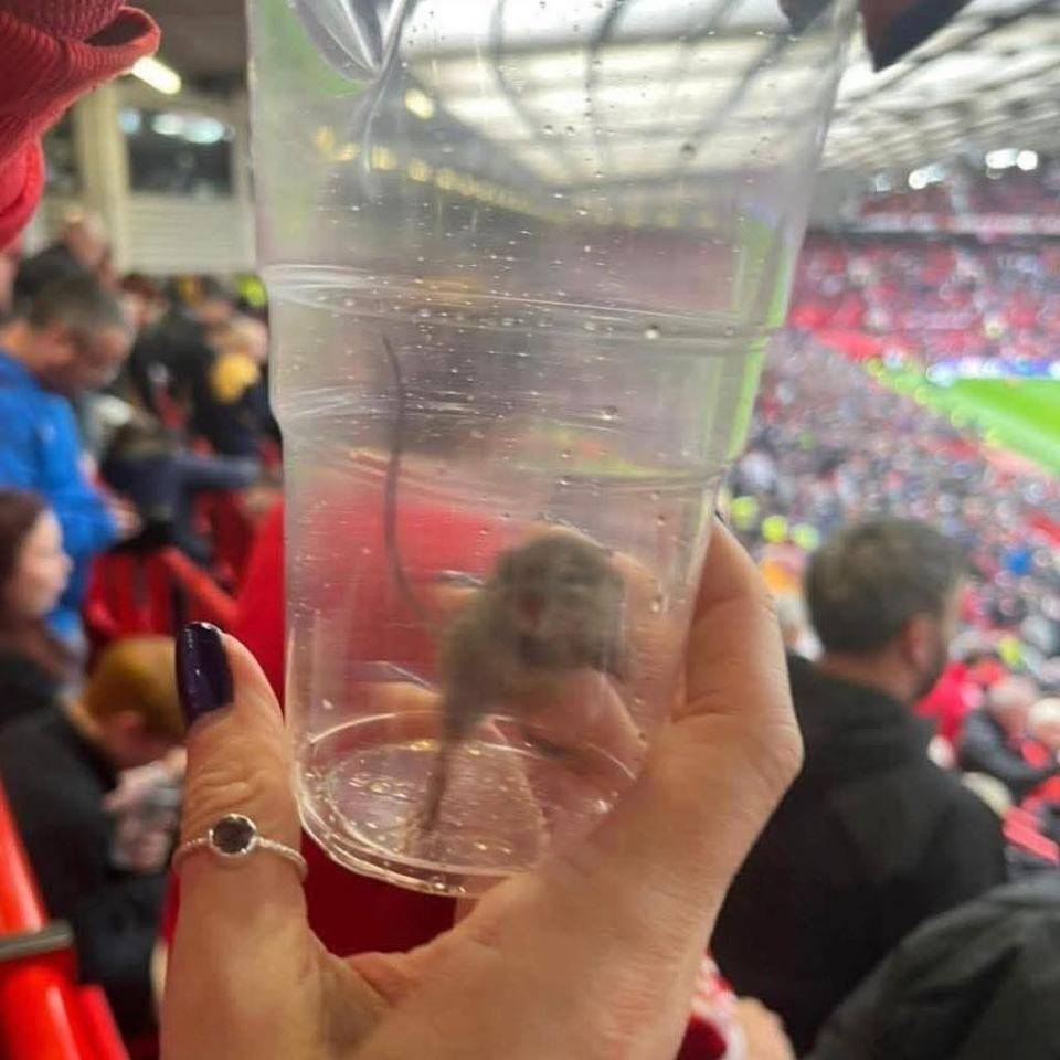 不愧是黑猫！桑德兰女球迷在曼联主场抓到一只活老鼠