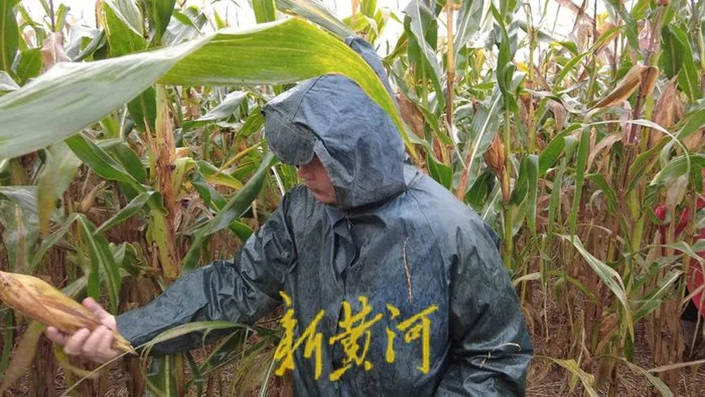 “都是村里的娃，抢收玉米个个都积极”！济南连续降雨，多名返乡大学生加入抢收队伍