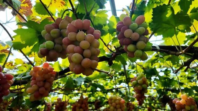 特色农业“金钥匙” 打开乡村振兴“富民门”