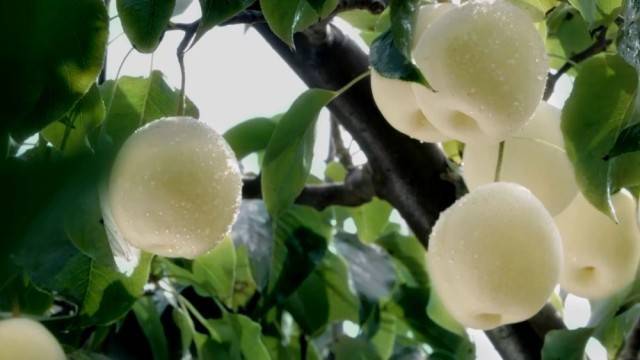 特色农业“金钥匙” 打开乡村振兴“富民门”