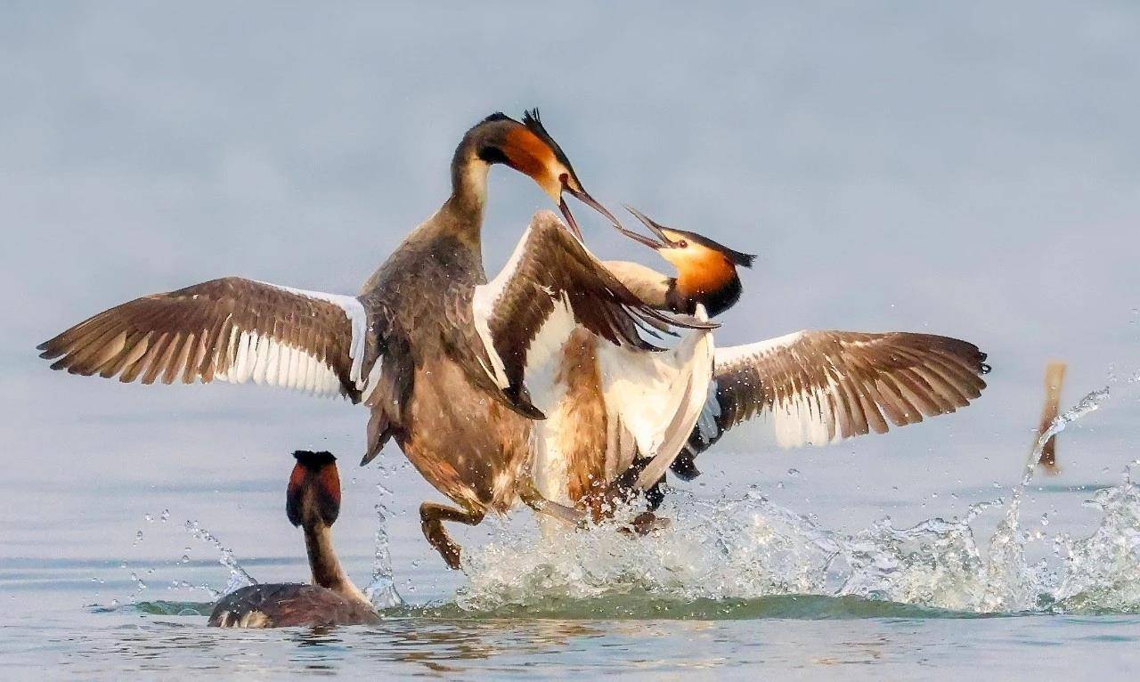 七旬退休大爷痴迷“打鸟”,宁可不吃不喝也要花几万元升级装备