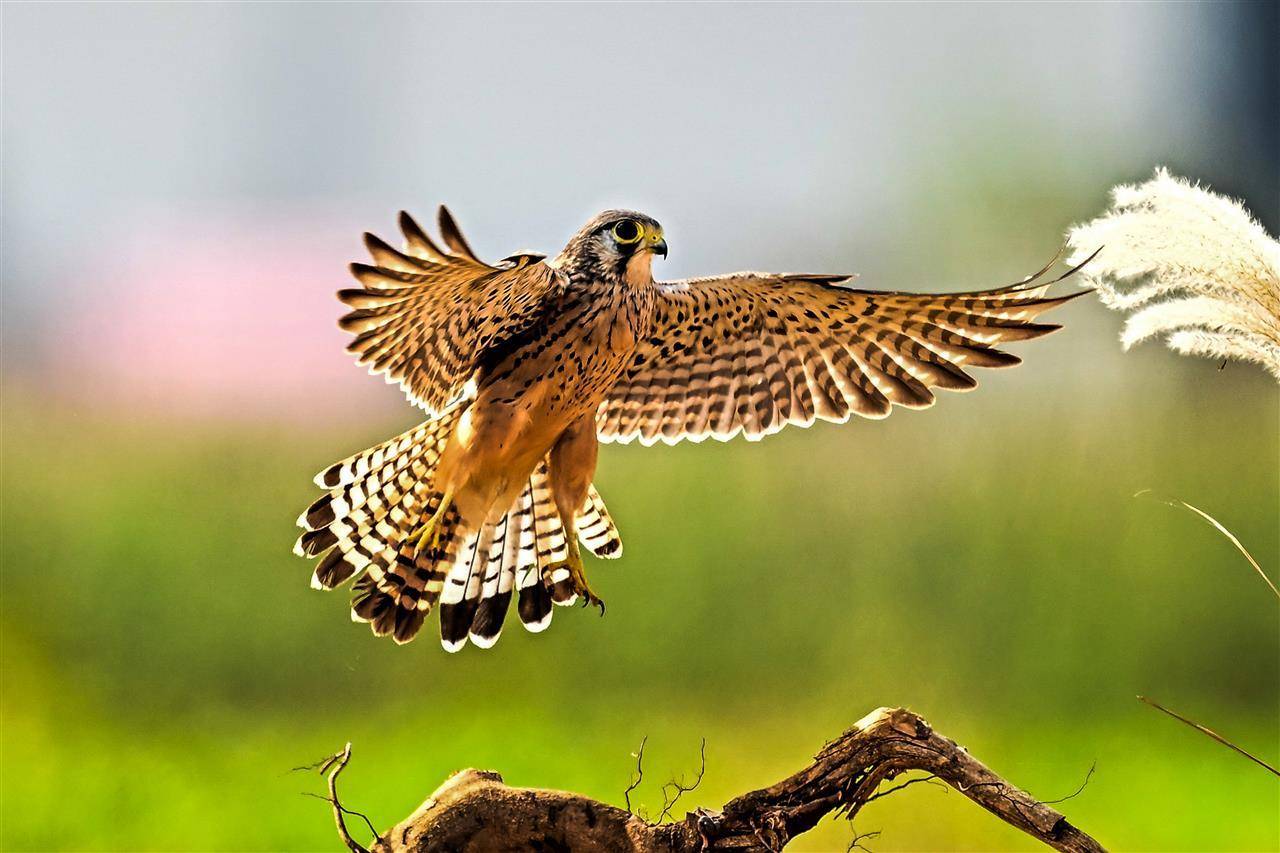 七旬退休大爷痴迷“打鸟”,宁可不吃不喝也要花几万元升级装备