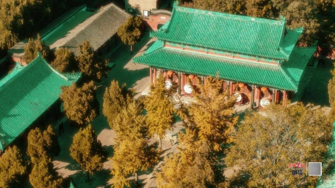 银杏金黄！铺满焦作的秋天！