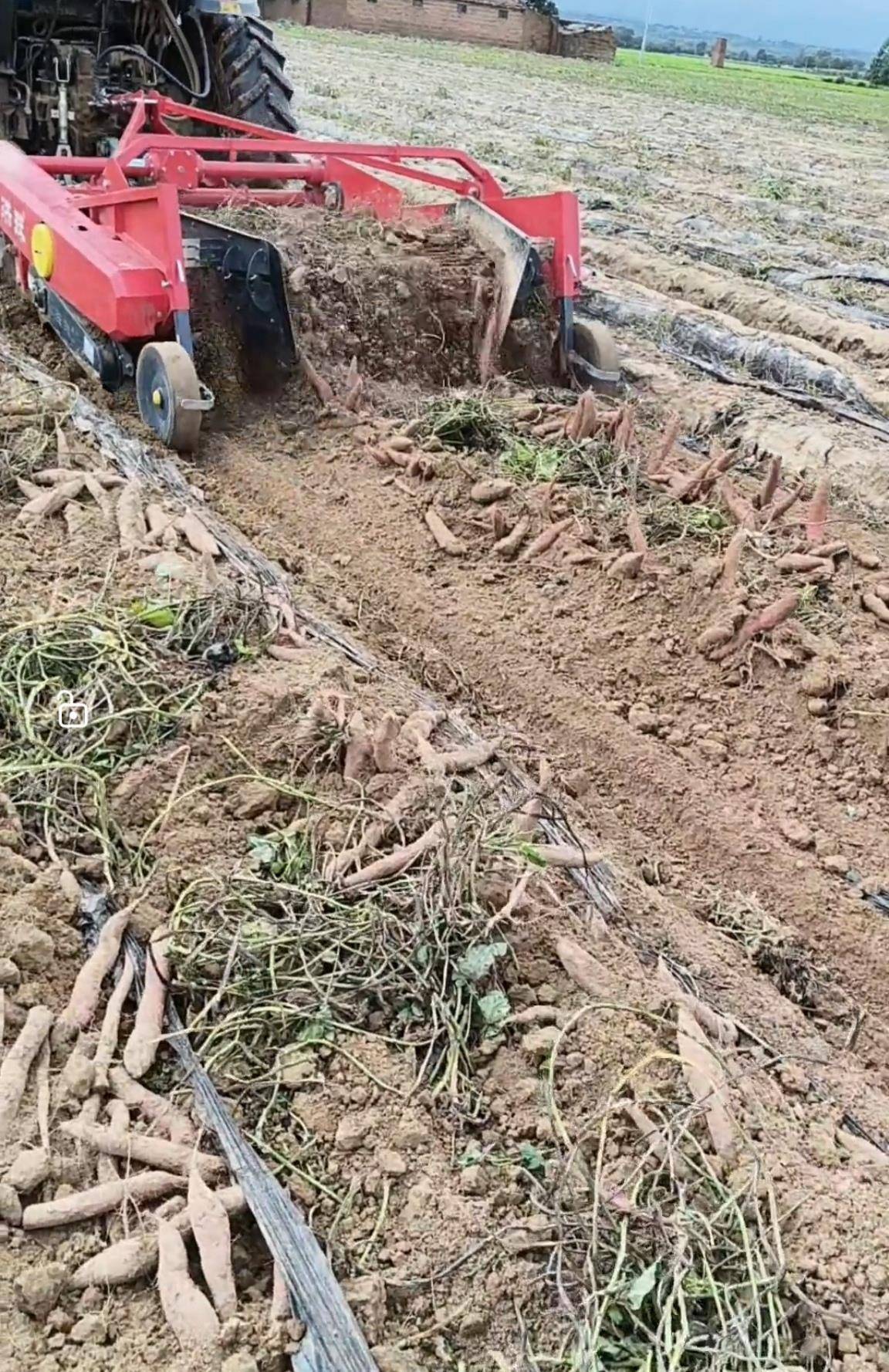 数百人冲进地里捡红薯，田主称是秋收剩下的，网友：免费翻地，利人利己