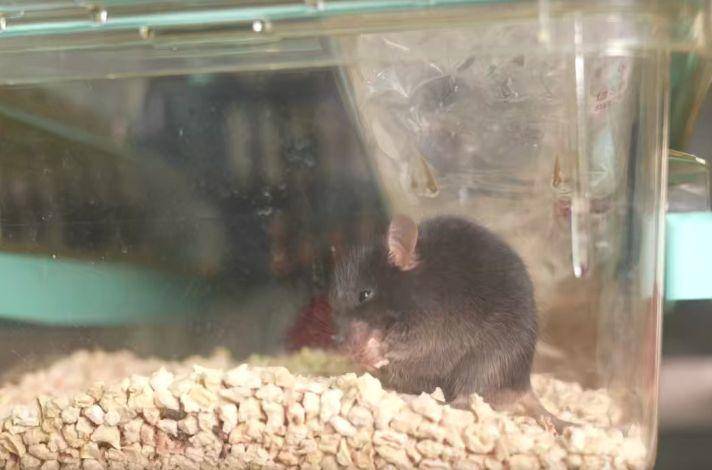 为4只“太空小鼠”取名，网友：从从、容容、游刃、有余……